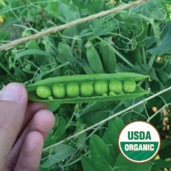 Vegetable Seeds