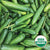 Beit Alpha Cucumber Seed Packet