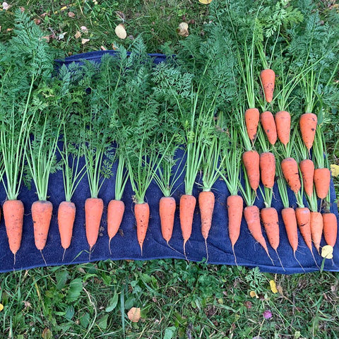 Early Scarlet Horn Carrot Seed Packet