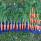 Early Scarlet Horn Carrot Seed Packet