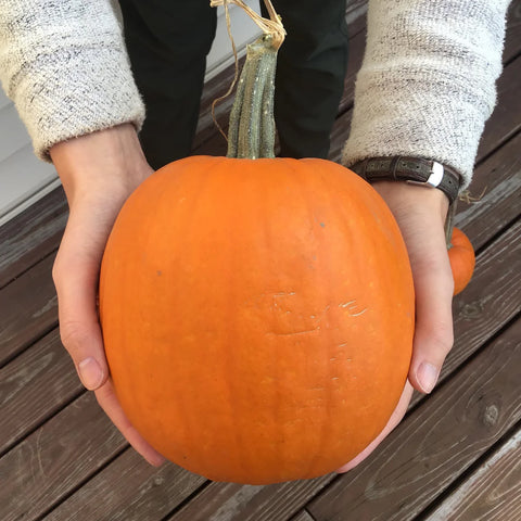 Pumpkin Seed Packet