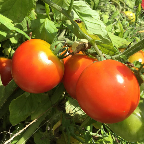 Punta Banda Tomato Seed Packet