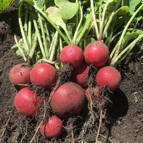 Cherry Belle Radish Seed Packet